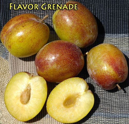 PLUOT Flavor Grenade – semi-dwarf