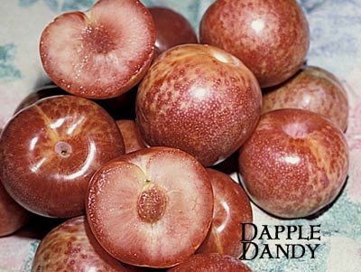 PLUOT Dapple Dandy – semi-dwarf