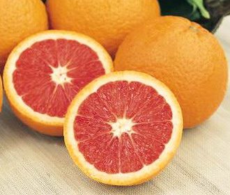 CITRUS Orange ‘Cara Cara’-TREE semi-dwarf