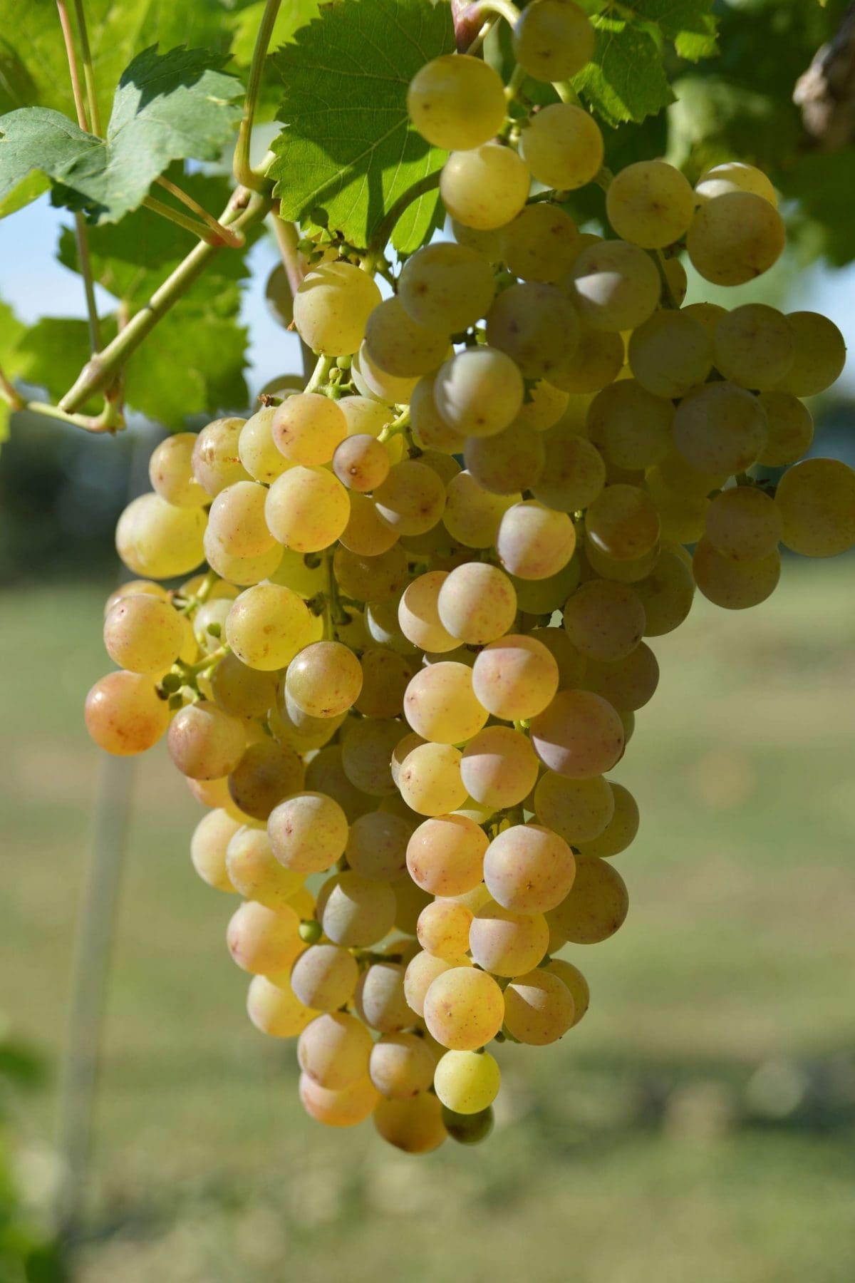 GRAPE Golden Muscat