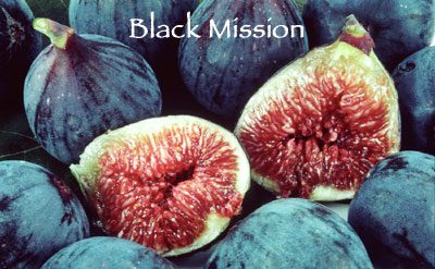FIG Black Mission – espalier