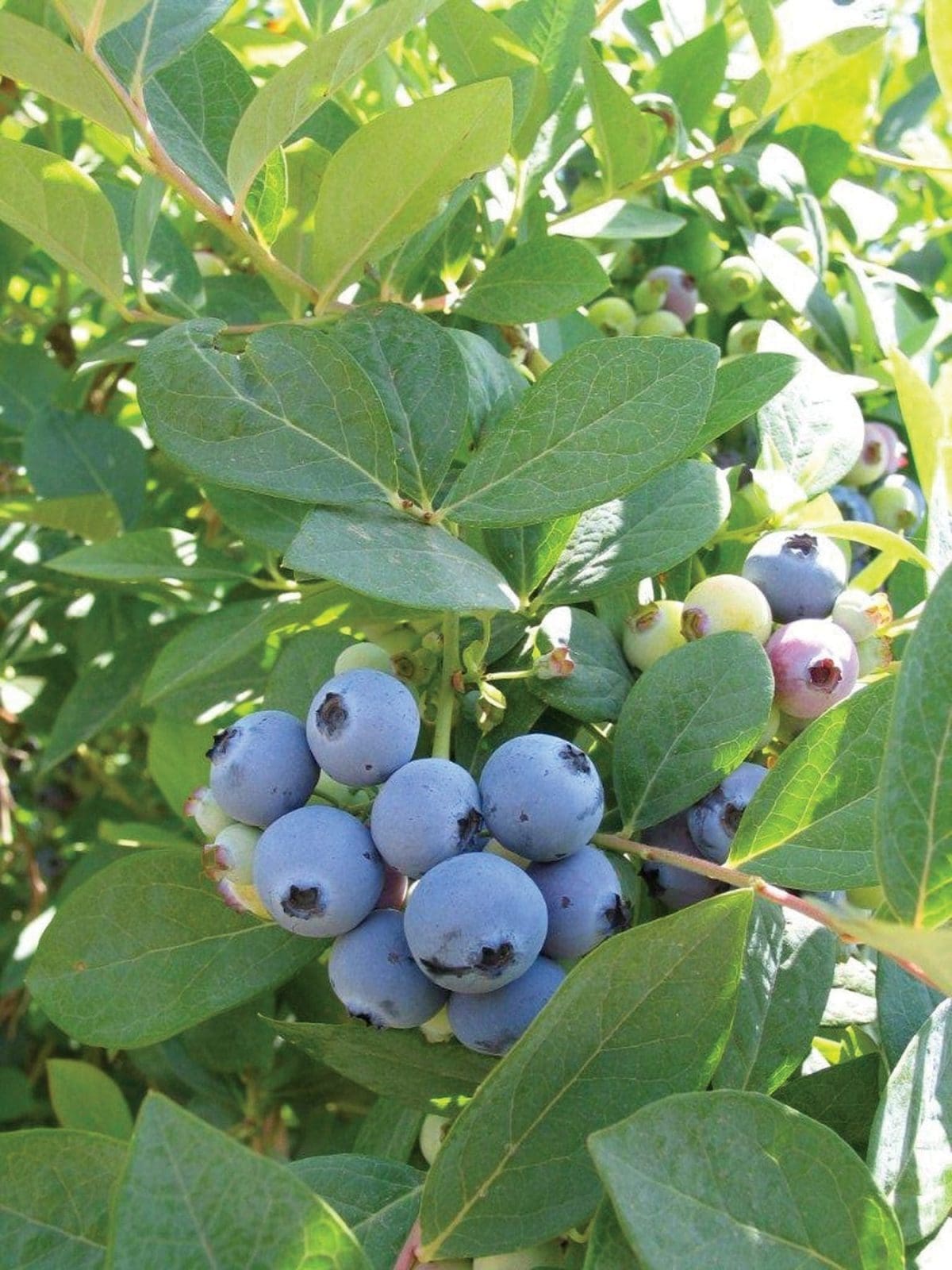 BLUEBERRY Jewel