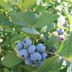 BLUEBERRY Jewel