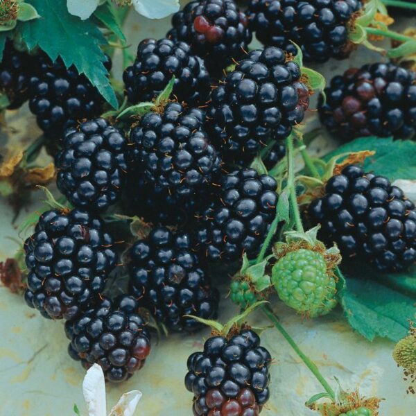 BERRY Blackberry ‘Triple Crown’ (thornless)