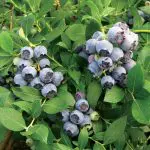 BLUEBERRY Star