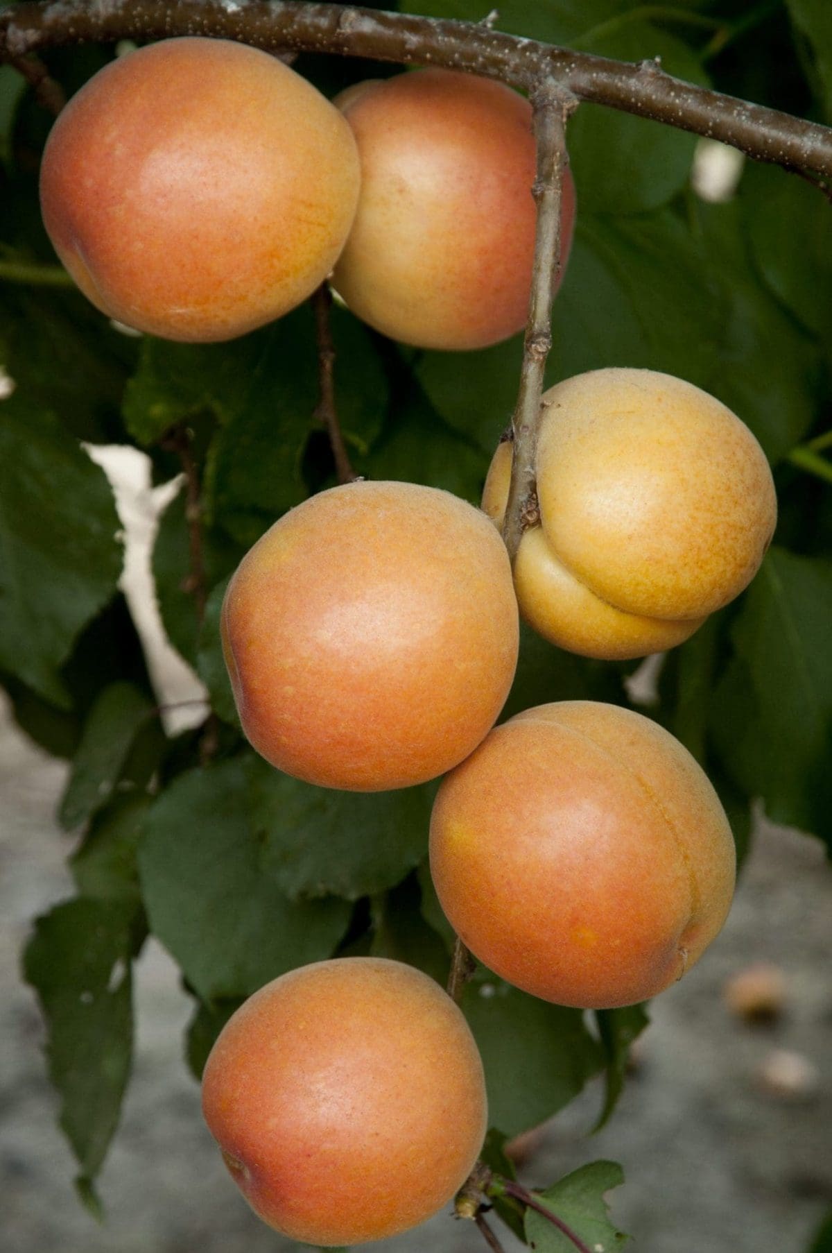 APRICOT Katy – std.root