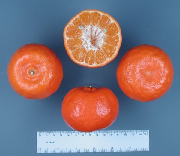 CITRUS Tangerine ‘Clementine’ -espalier – semi-dwarf