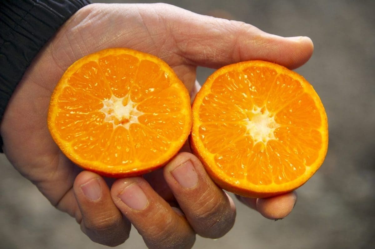 CITRUS Mandarin ‘Tango’? espalier -semi-dwarf