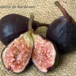 FIG Violette de Bordeaux – espalier