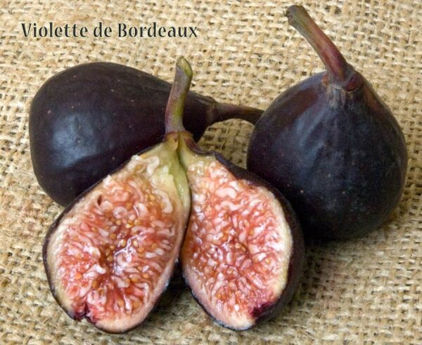 FIG Violette de Bordeaux – espalier