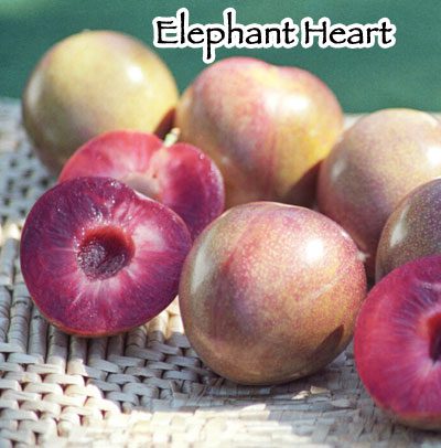 PLUM Elephant Heart – semi-dwarf