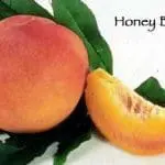 PEACH Honey Babe – Miniature