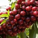 CHERRY Lapins – std.root