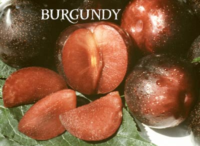 PLUM Burgundy – std.root