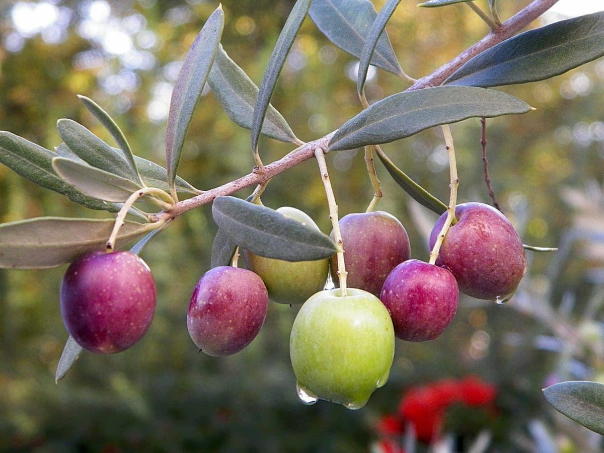 OLEA europaea Mission – std.tree