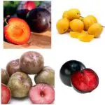 FRUIT SALAD – PLUM Low Chill – semi-dwarf – 4 on 1