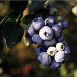 BLUEBERRY Reveille