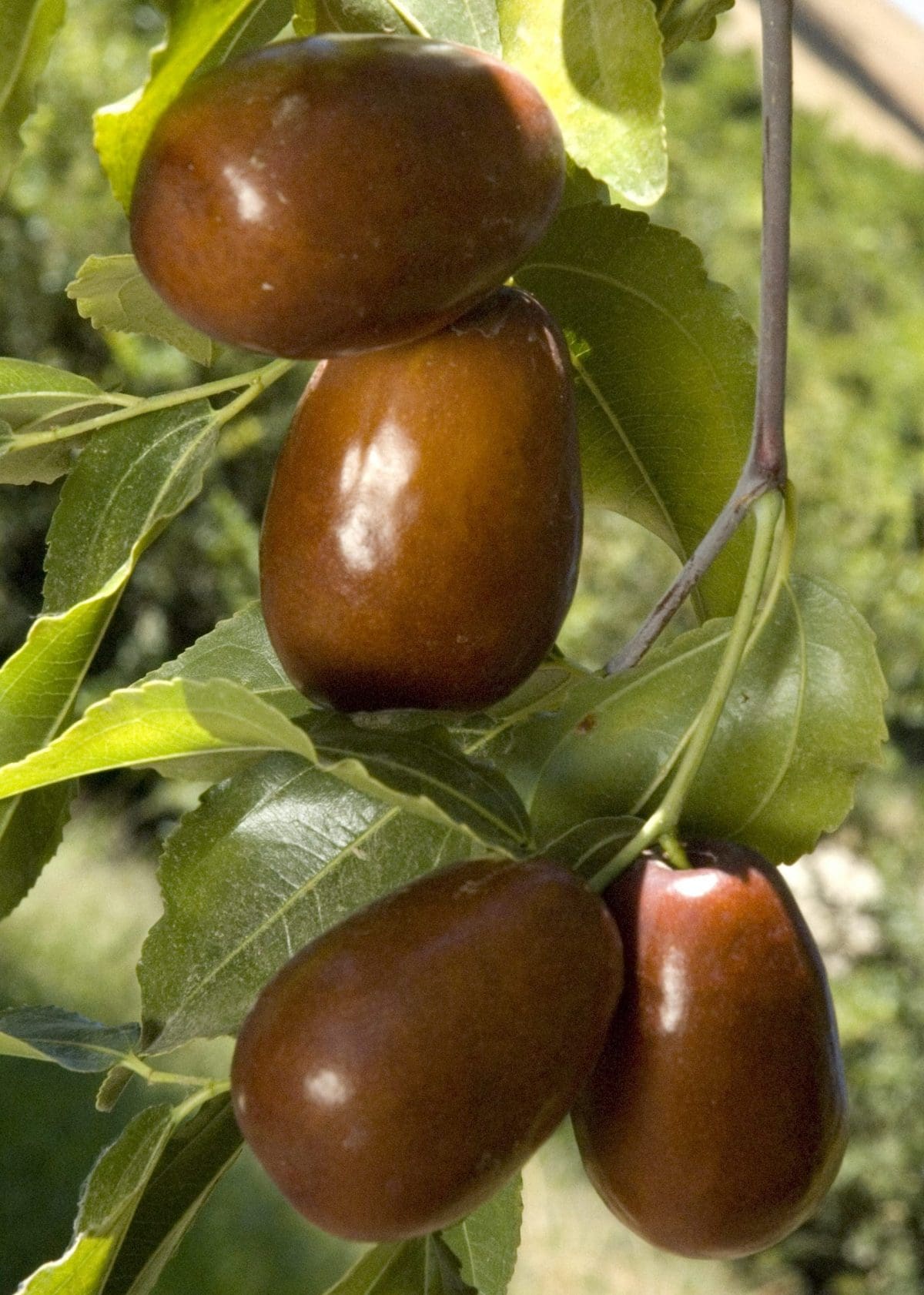 JUJUBE ‘Lang’