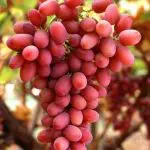 GRAPE Crimson – seedless