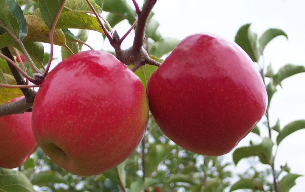 APPLE Pink Lady – dwarf