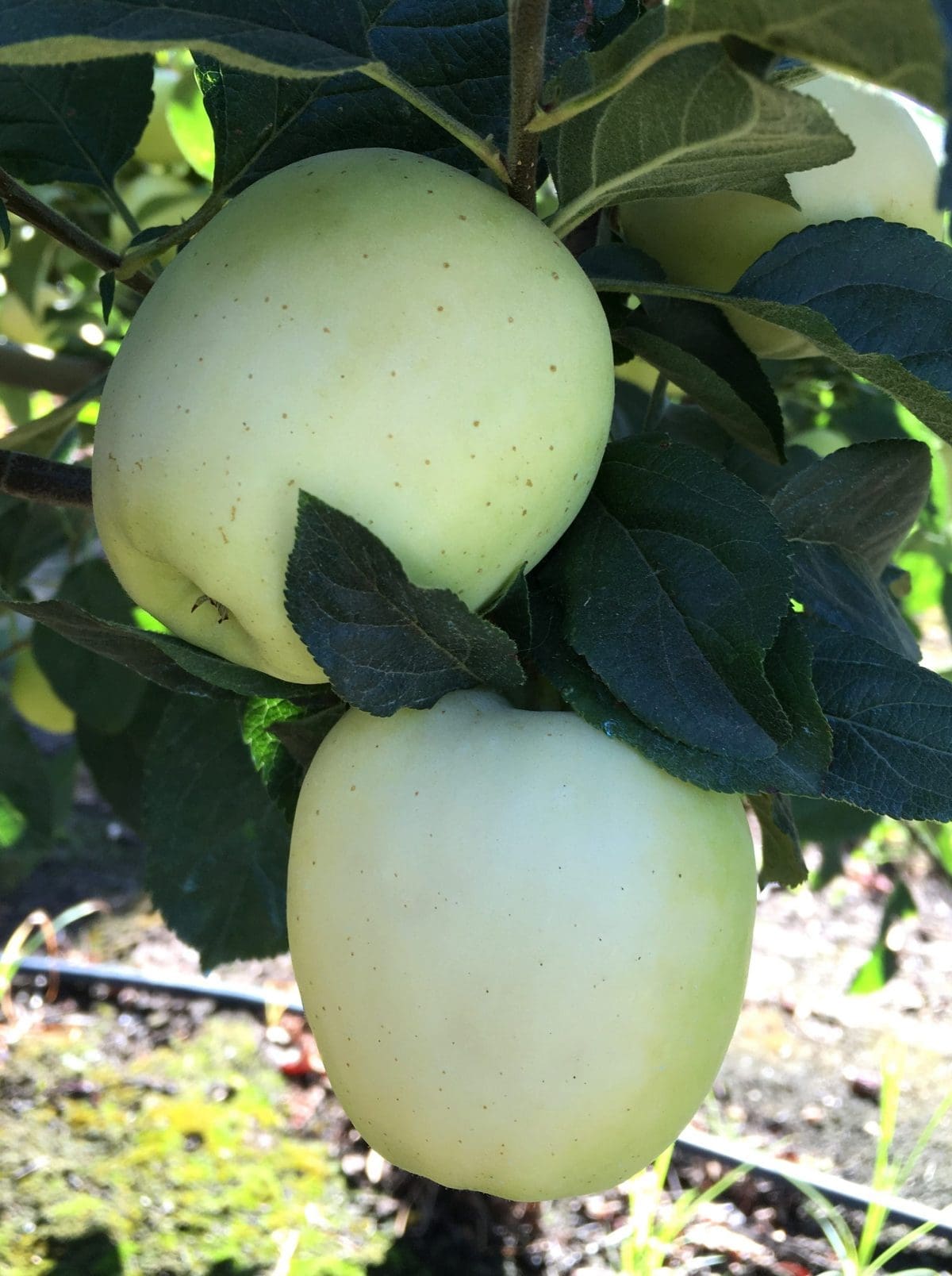 APPLE Ghost – semi-dwarf