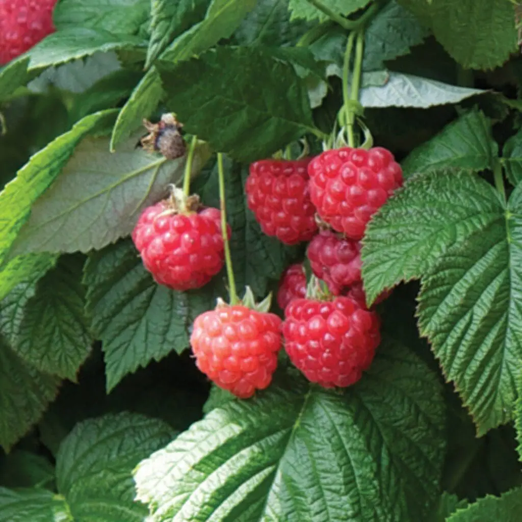 BERRY Raspberry Raspberry Shortcake Otto Sons Nursery berry-raspberry-raspberry-shortcake-otto-sons-nursery