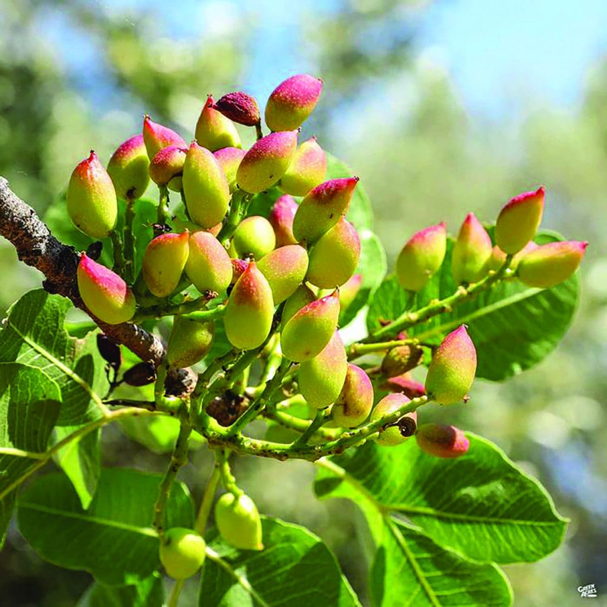 NUT PISTACHIO ‘Kerman’ (female)