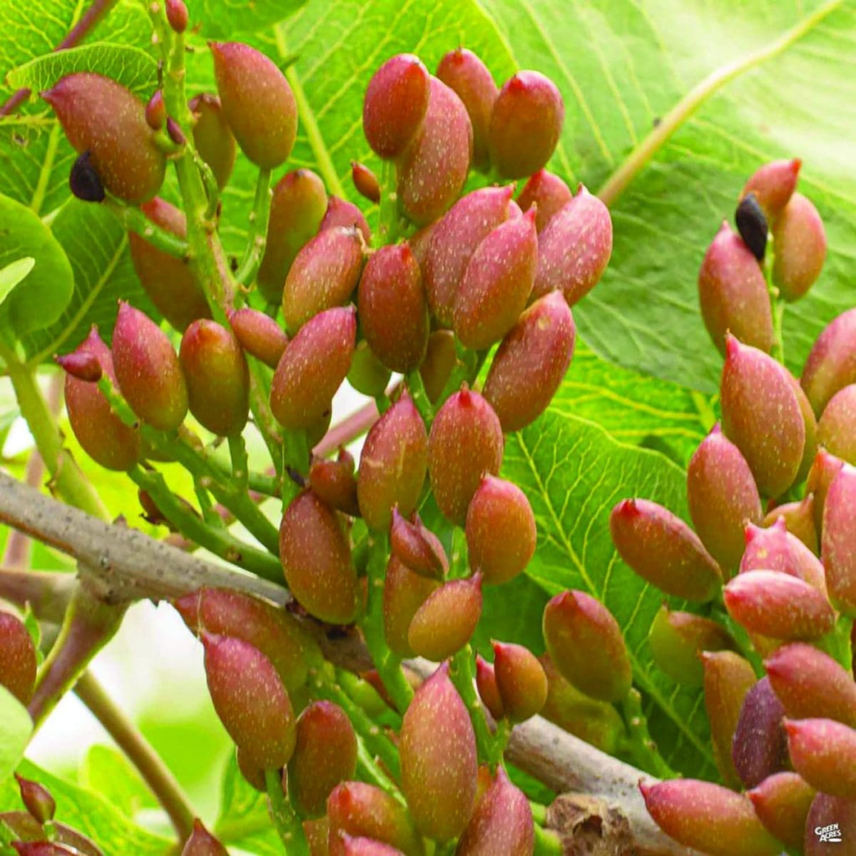 NUT PISTACHIO ‘Peters’ (male)