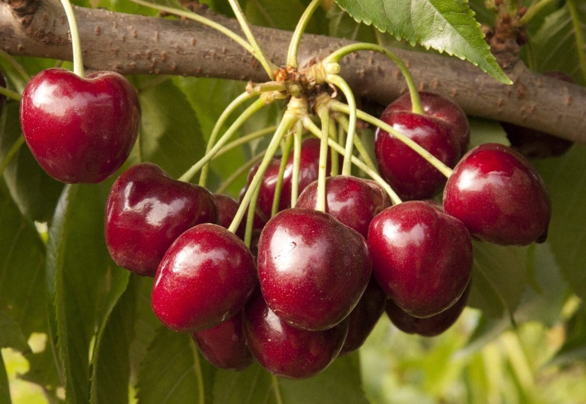 CHERRY Royal Crimson – std. Root