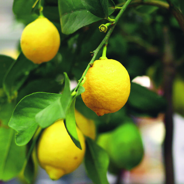 CITRUS Lemon ‘Eureka’ -BUSH semi-dwarf -NET
