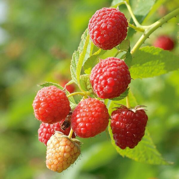 BERRY Raspberry Red ‘Red Heritage’