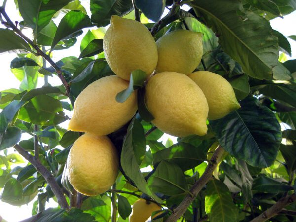 CITRUS Lemon ‘Lisbon’ -TREE semi-dwarf