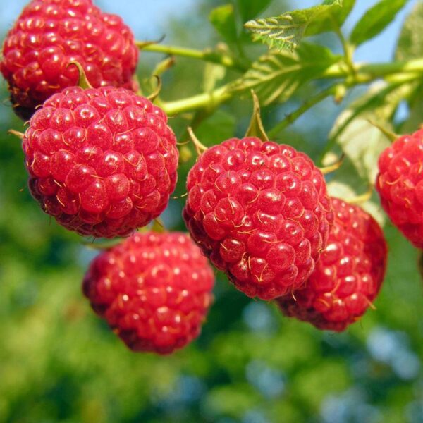 BERRY Raspberry Red  ‘Amity’