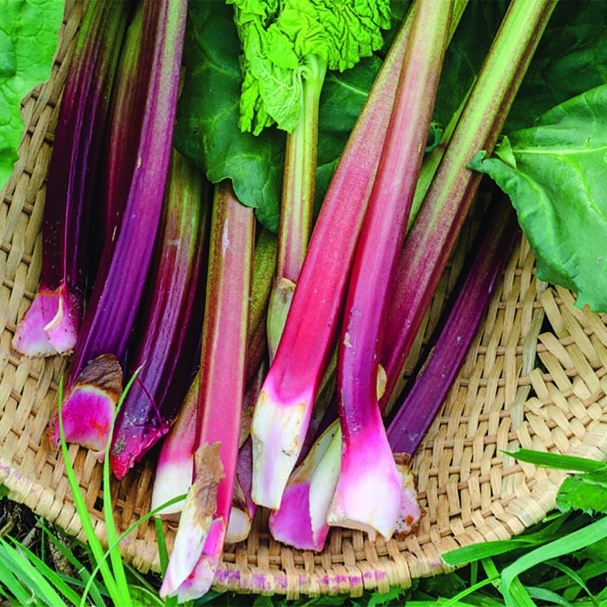 RHUBARB ‘Cherry Victoria’