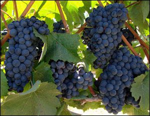 GRAPE Pinot Noir – Vineyard Graft