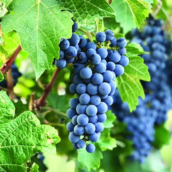 GRAPE Cabernet Sauvignon – Vineyard Graft