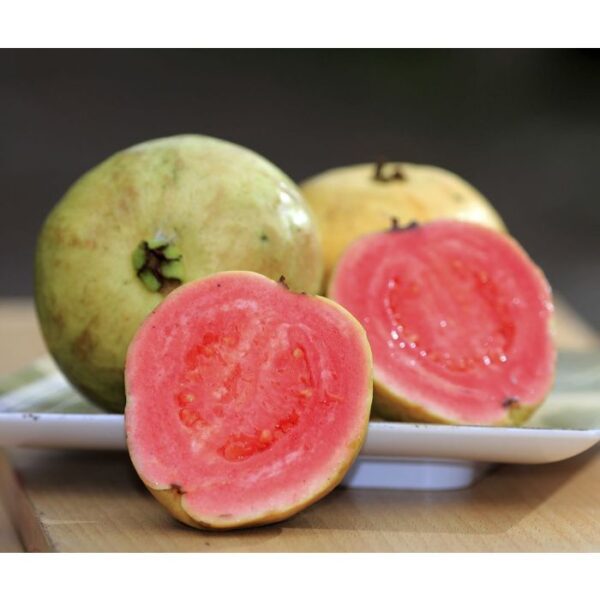 GUAVA ‘Tropic Pink’