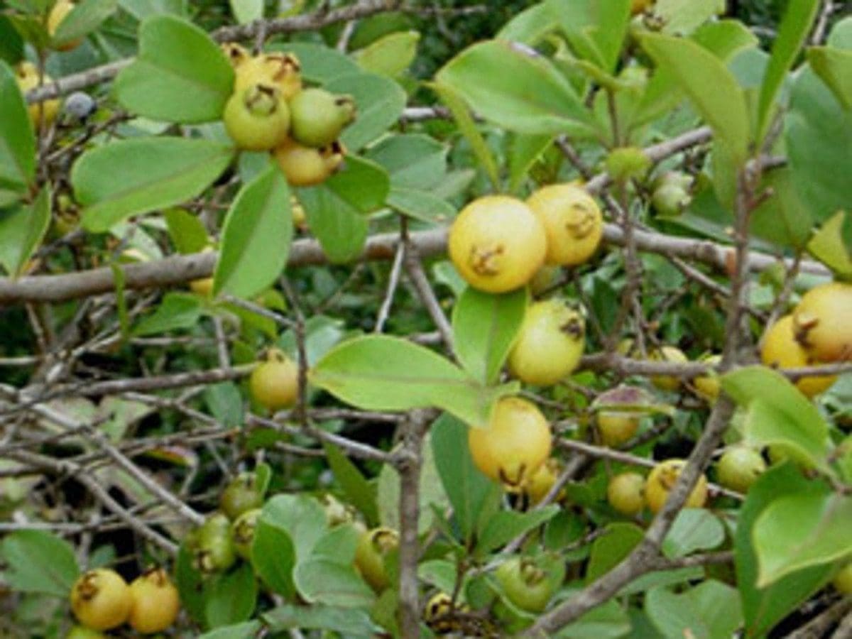 GUAVA ‘Yellow Strawberry’