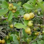 GUAVA ‘Yellow Strawberry’