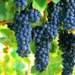 GRAPE Syrah (aka Shiraz) – Vineyard Graft