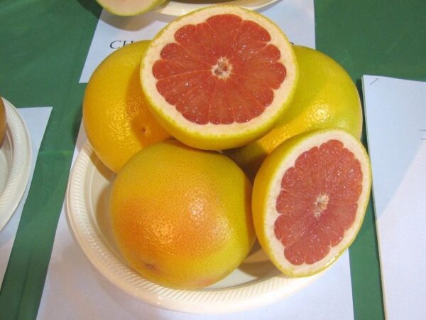 CITRUS Grapefruit ‘Flame’ -TREE std. root