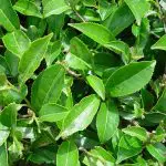 CAMELLIA sinensis Tea Tree