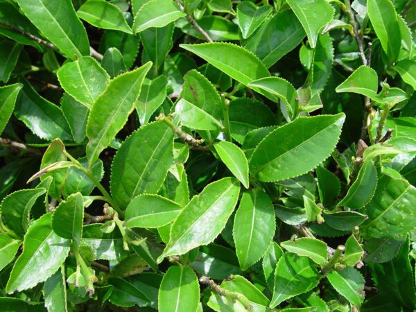 CAMELLIA sinensis Tea Tree