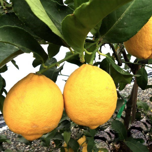 CITRUS Lemon ‘Genoa’ -TREE std.root