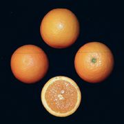 CITRUS Orange ‘Valencia Cutter’ -espalier – std.root