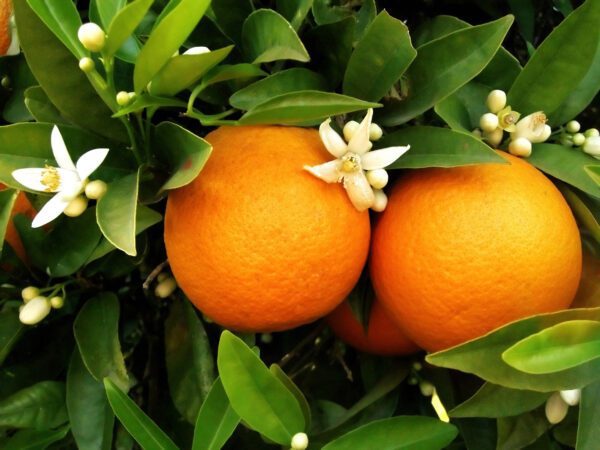 Two oranges on orange tree