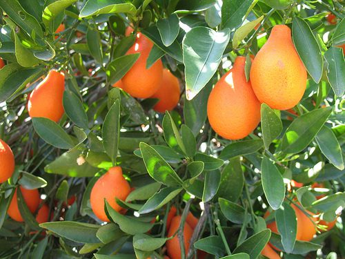 CITRUS Mandarinquat ‘Indio’ -TREE semi-dwarf