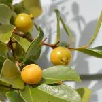 GUAVA ‘Yellow Lemon’