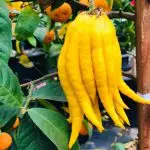 CITRUS Citron, fingered -TREE semi-dwarf