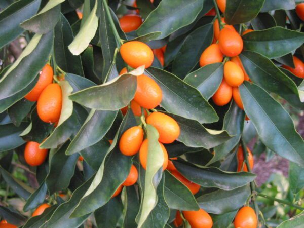 CITRUS Kumquat ‘Nagami’ -TREE semi-dwarf – NO 05